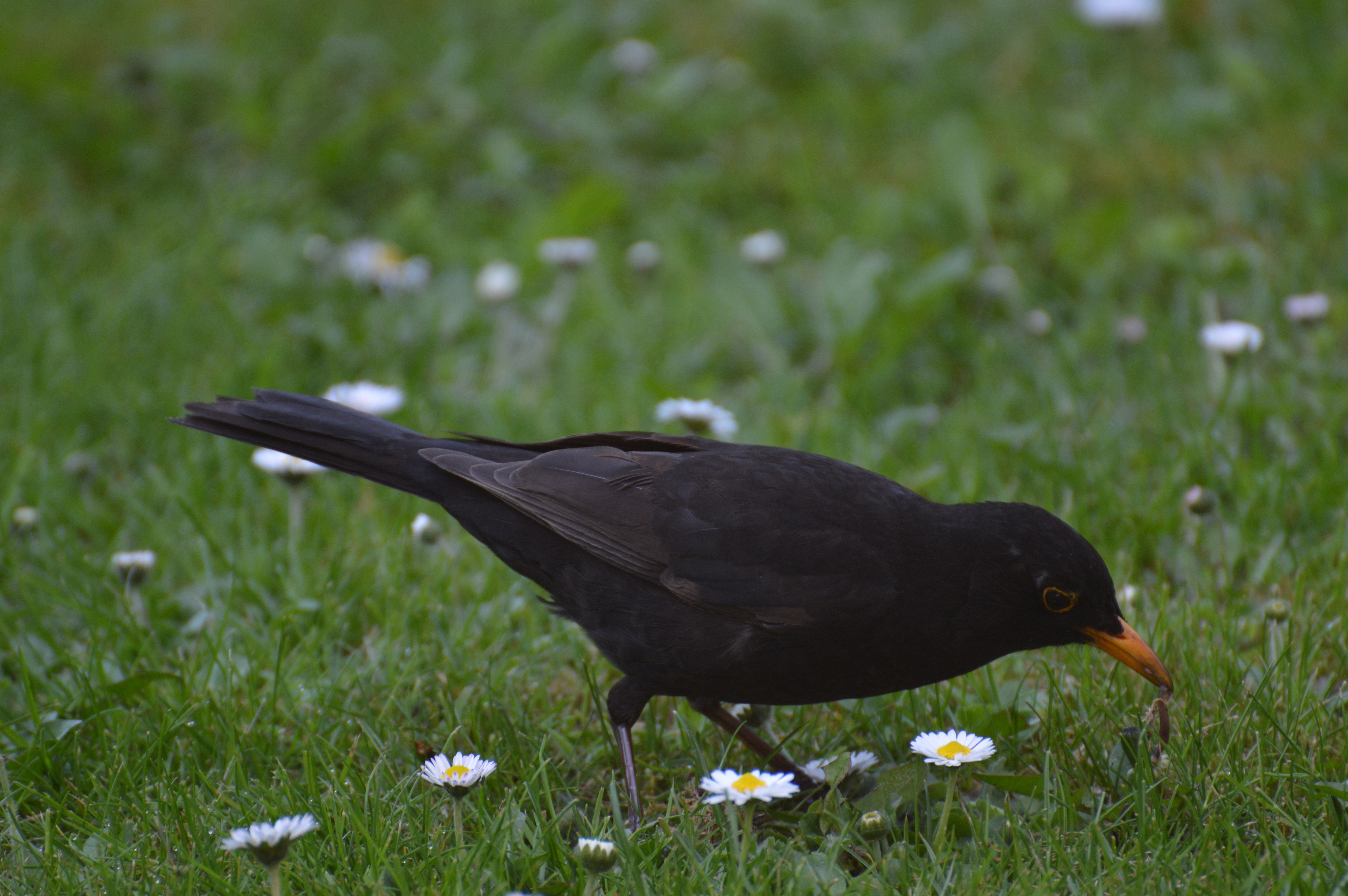 Amsel